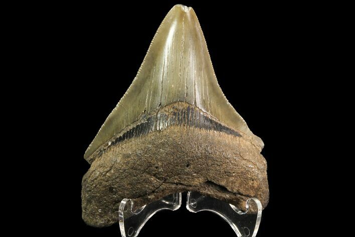 Serrated, Fossil Megalodon Tooth - Georgia #78203